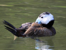 White-Headed Duck (WWT Slimbridge March 2011) - pic by Nigel Key